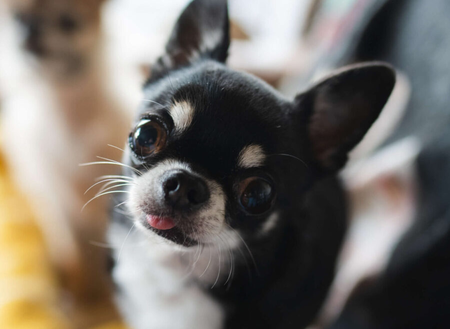 Gizmo