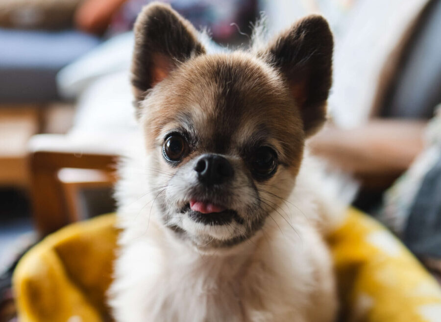 Chewie